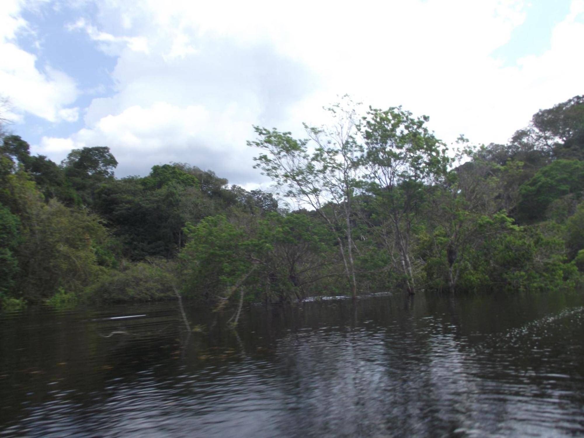 Amazon Arowana Lodge Careiro エクステリア 写真